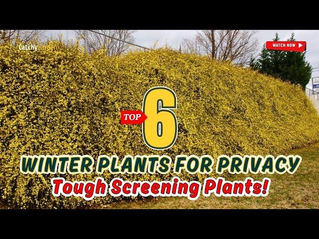 Winter Plants for Privacy - TOP 6 Tough Screening Plants!  // Gardening Ideas