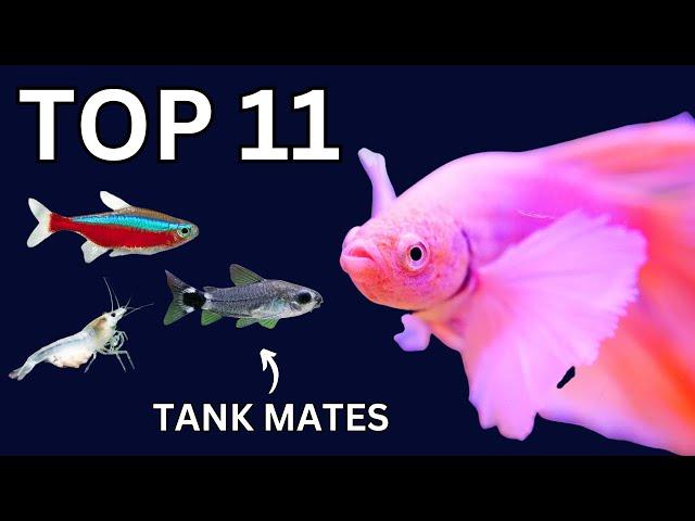 Top 11 Betta Fish Tankmates That Actually Work!