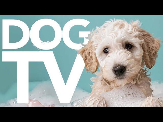 DOG TV | Our Most Exciting Video for Dogs to Watch! | Petflix 20 Hours