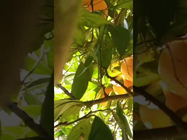 Picking of fruit (orange) #farmtime #shortvideo