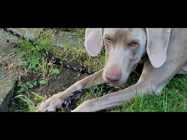 Blitzen Trapper - Furr - Holder The Weimaraner