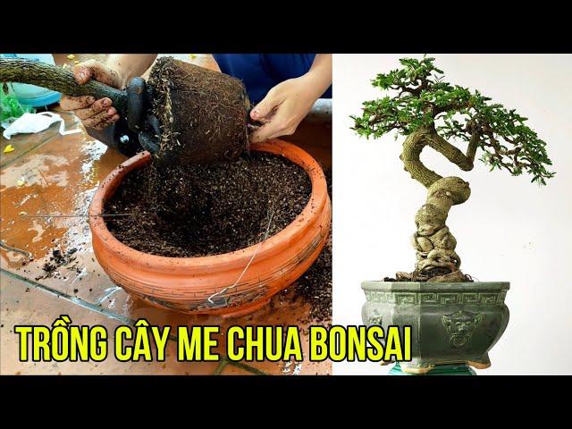 Trồng cây Me chua chơi Bonsai rất đẹp