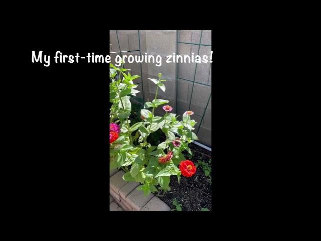 Minnie Does Arizona, and so does this butterfly in her zinnias