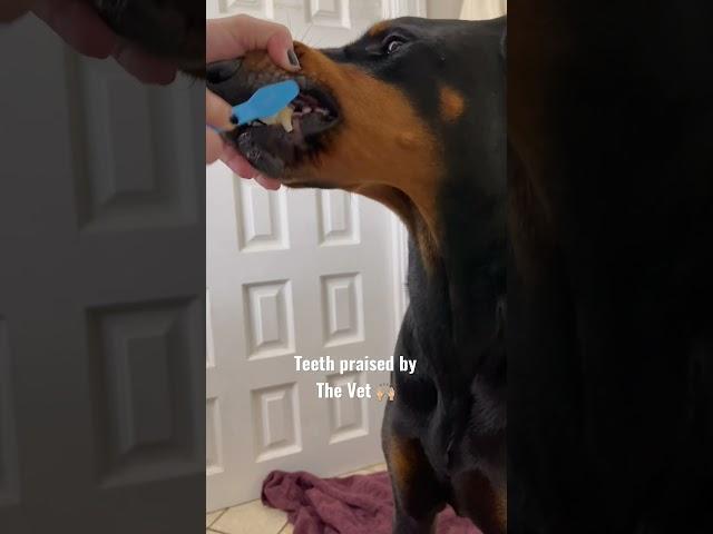 Brushing My Doberman Dog’s Teeth #dogcare #doberman #dogtips #dobermanpinscher #dogcare