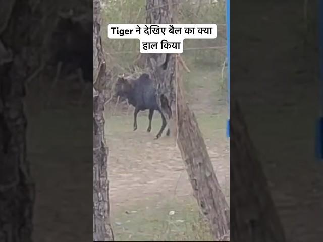 Tiger Hunting Bull in Jim Corbett | Jim Corbett Tiger Attack | Jim Corbett Maneater Tiger #shorts