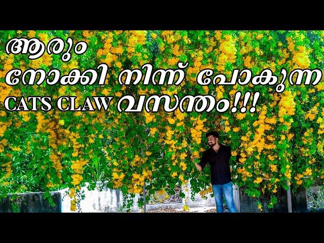 ആരും കൊതിച്ചു പോകുന്ന ഒരു cats claw ഗാർഡൻ | Cats claw plant care and tips I Beautiful Garden Kerala