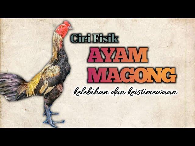 AYAM MANGON CIRI FISIK DA KELEBIHAN