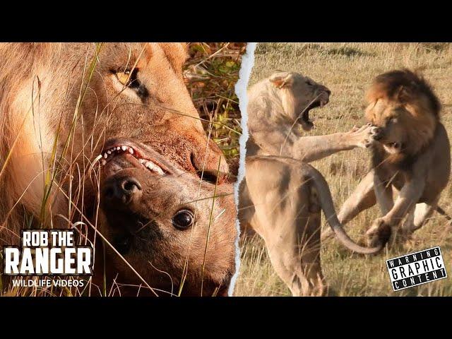 Nomadic Lions Raid Hyena Den - Noise Attracts Territorial Males! | Maasai Mara Safari | Zebra Plains