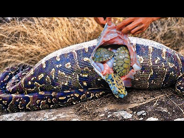 The Weirdest Things Found Inside Snakes !