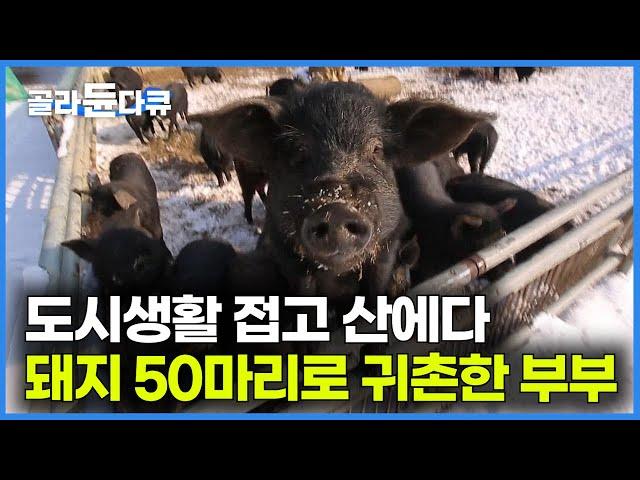 20대에는 도시에서 하고 싶은 거 하다가 산골에 돼지 50마리 풀어 키우는 젊은 귀농 부부｜한국기행｜#골라듄다큐