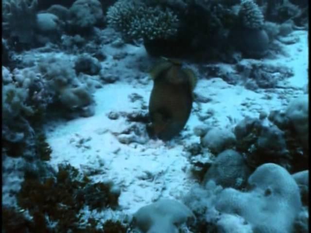11 - Одиссея Жака Кусто -  Коралловые джунгли