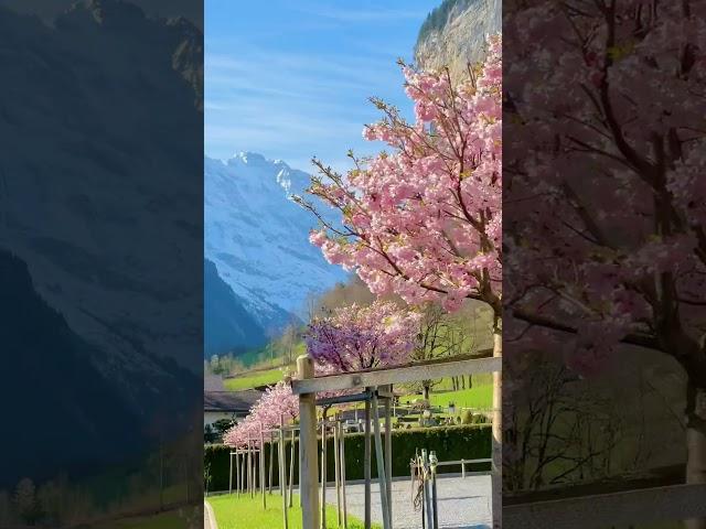 Most beautiful villages in Switzerland  #switzerland #lauterbrunnen #nature #waterfall #travel