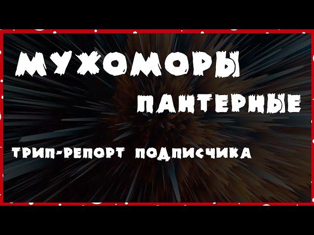 Пантерные мухоморы / 3.5 г.  / Трип репорт от подписчика #мухоморы