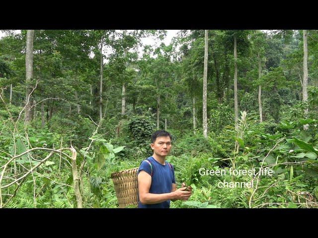 Picking wild vegetables from a primeval forest on the mountain. Robert | Green forest life
