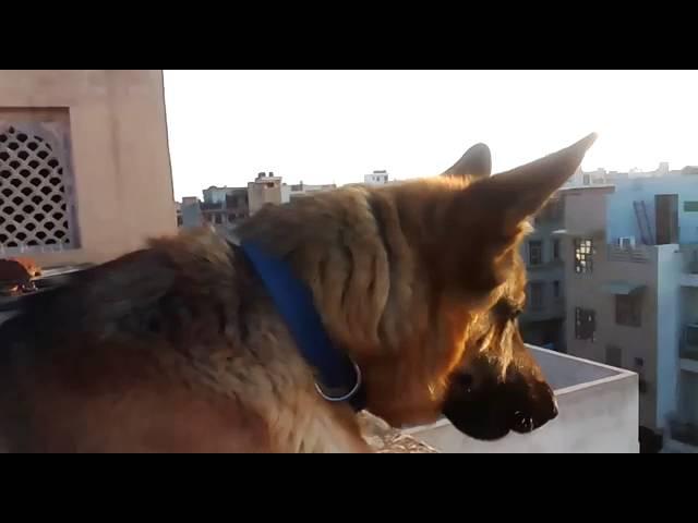 German Shepherd Barking