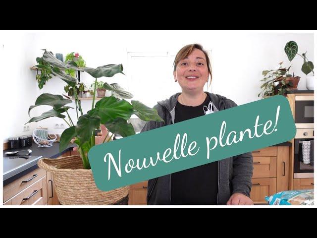 Ma nouvelle ROUTINE après l'achat d'une plante | Prenez soin de vos Plantes d'intérieur