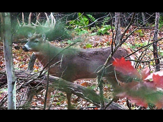 THE BIGGEST BUCK I'VE EVER SEEN! RUT HUNT November 2nd 2024  Pennsylvania Whitetail Deer Bow Hunting