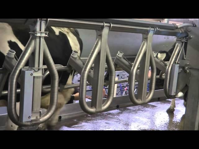 Germany DeLaval - Champion™ Parallelmelkstand