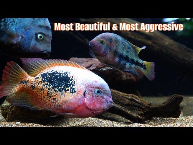 A Basic Guide To Keeping Vieja Cichlids