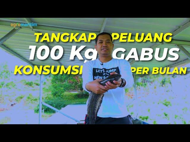 Budidaya Ikan Gabus dalam Skala Besar; Belajar dari Kegagalan Sukses jadi Ladang Usaha ‼️