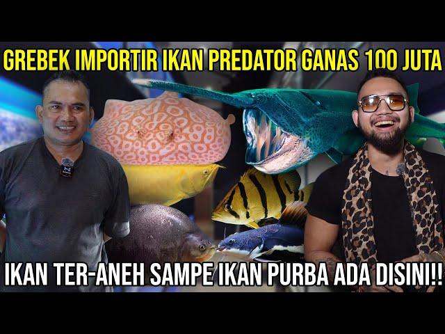 GREBEK IMPORTIR IKAN PREDATOR GANAS 100 JUTA!! IKAN TERANEH SAMPE IKAN PURBA ADA DISINI! AQUPREMIERE