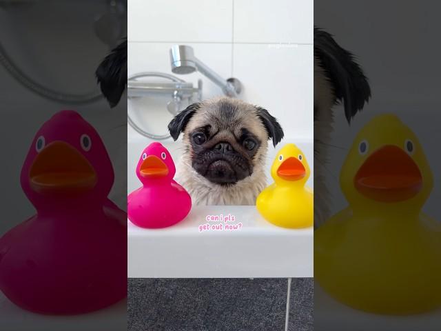 My PUG’S BATH routine 🫧 #pug #dog #cute