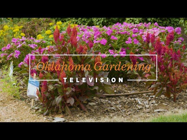 Oklahoma Gardening October 19, 2024