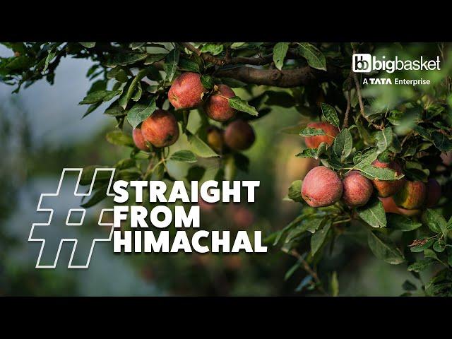 Why Are Shimla Apples So Juicy? | From the Hills to Your Home #BehindTheTaste