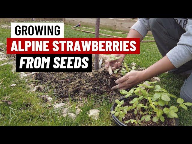 Growing Alpine Strawberries "Yellow Wonder" from Seeds