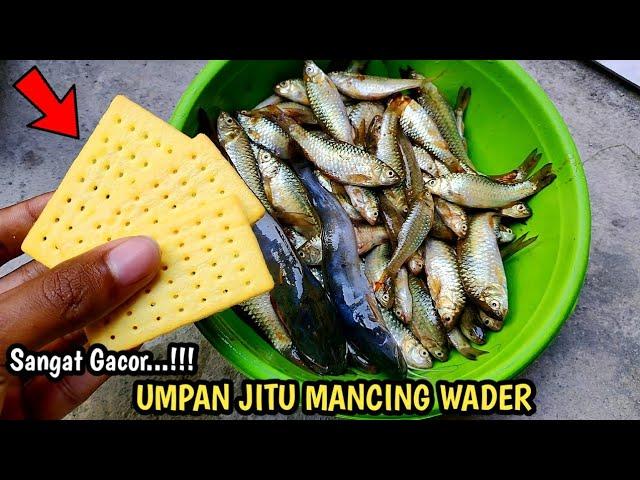 UMPAN MANCING IKAN WADER PALING JITU | BISKUIT CRISPY CRACKERS | EKSPERIMEN UMPAN WADER #7