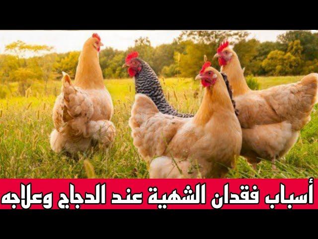 اسباب فقدان الشهية عند الدجاج وخصوصا دجاج الاسترالوب والسوسيكس رد البال باش تحافظ على دجاجك