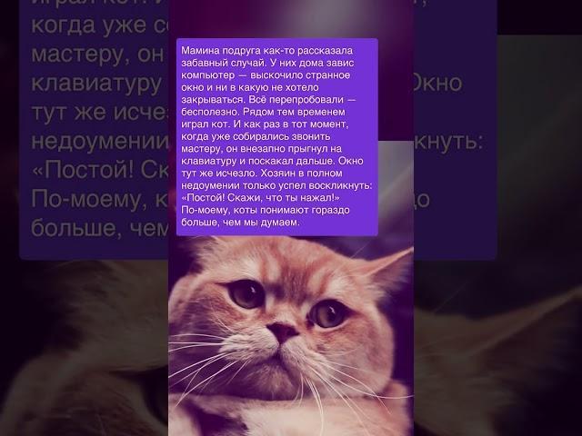 История про кота, починившего компьютер  Зацените историю: Часть №148