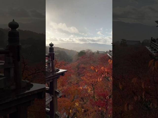 Magnificent scenery at Kyoto w snow and sunshine ️ 20 Dec 2024