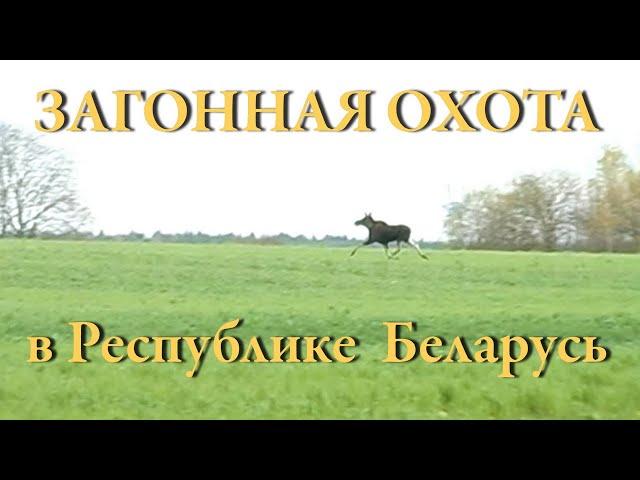 ОХОТА на кабана, лося и косулю. Загонная охота в Республике Беларусь.