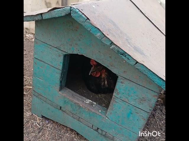 Теперь переживаю за курочку...
