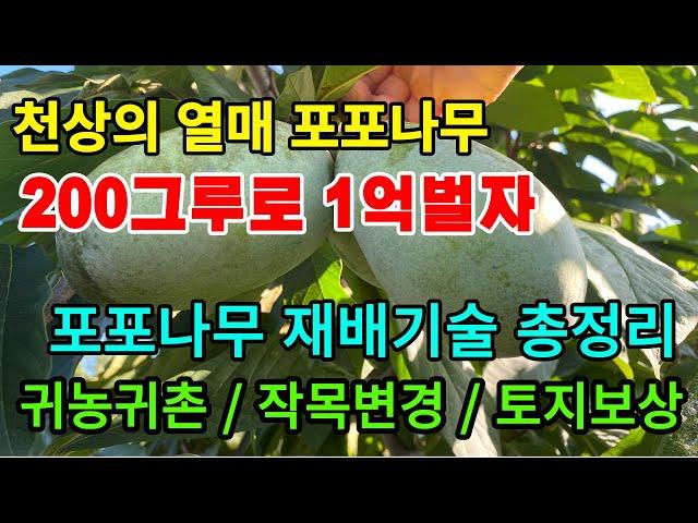 포포나무 200그루로 1억 벌기, 재배방법 알아보기(010-8310-4669)