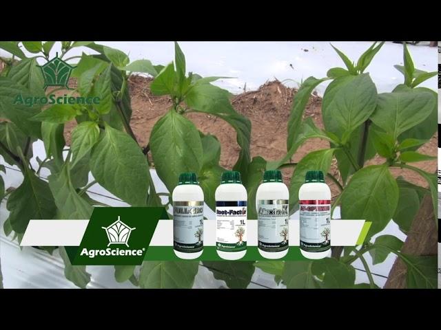 AgroScience | Mayores Rendimientos en Chiles Jalapeños