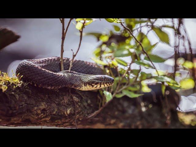 This Snake Has One Of The Most Deadly Venom Bites Ever!