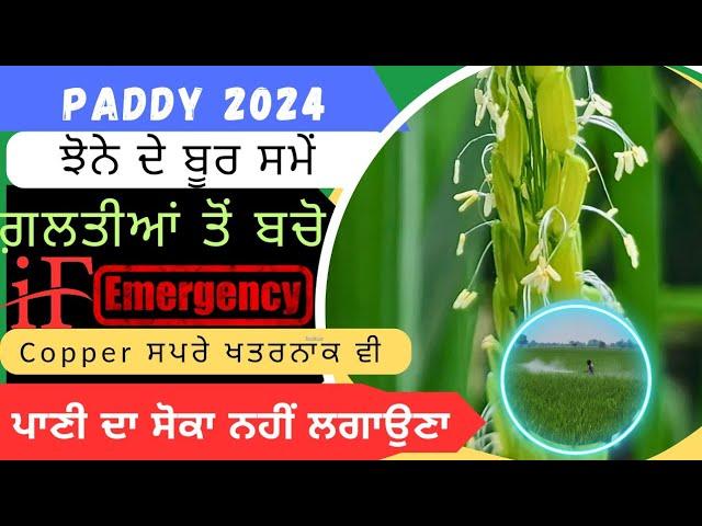 ਝੋਨੇ ਦੇ ਬੂਰ ਪੈਣ ਸਮੇਂ ਗ਼ਲਤੀਆਂ ਤੋਂ ਬੱਚੋ Paddy water management at flowering stage.