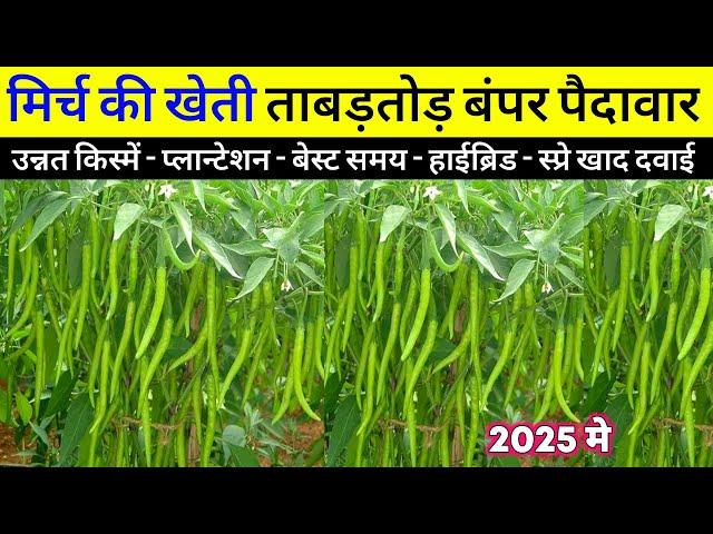 Mirch ki kheti kaise karen 2025 | लाल मिर्च की टॉप हाइब्रिड किस्मेंमिर्च की खेती, chilli harvesting