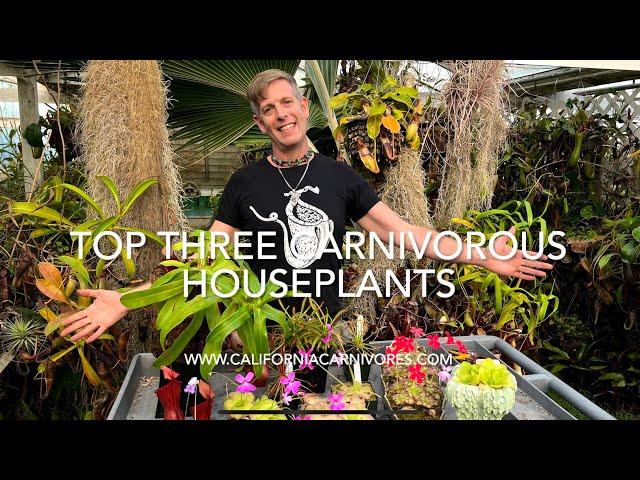 Top 3 Carnivorous Houseplants