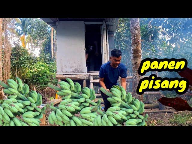 Panen pisang di kebun ahmad alam desa.