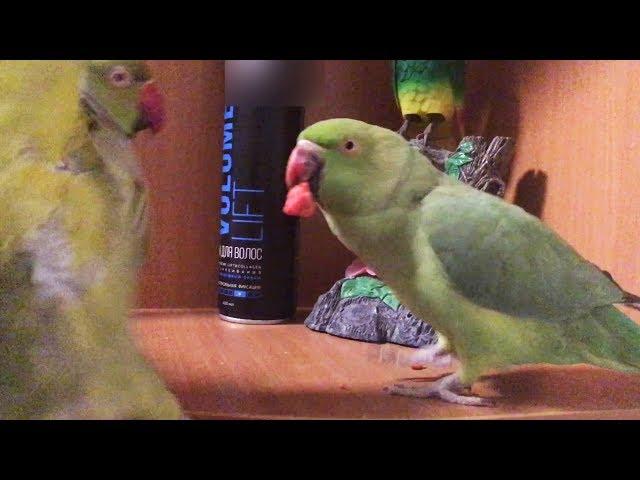 Too tasty to share (Indian Ring necked parakeet)