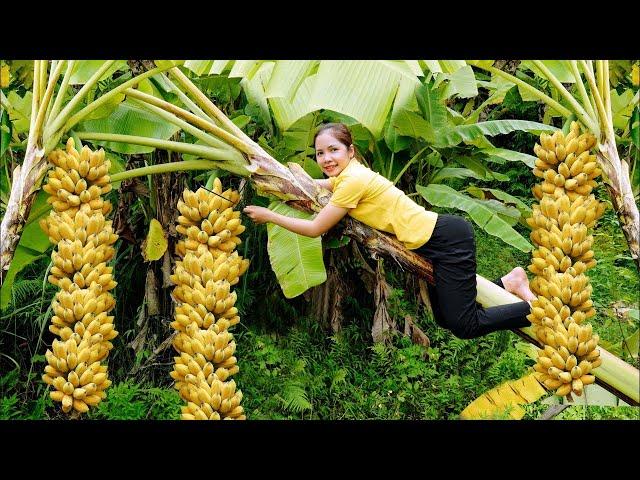 REWIND TIMELAPSE -- 100 Days Harvesting Bananas to Sell at the Market | Ming Daily Life