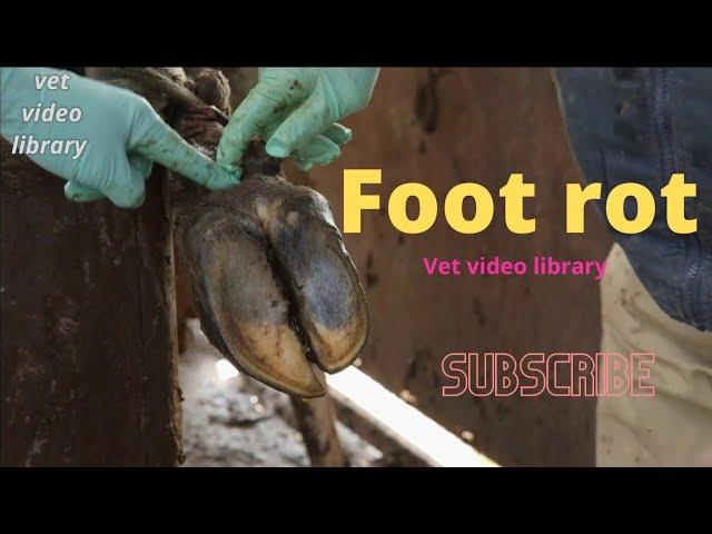 Foot Rot Recognition And Treatment