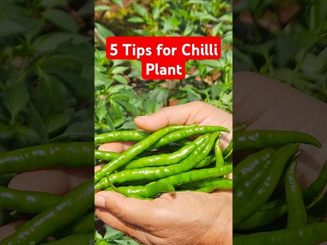 5 Tips to Grow Chilli Plant | Tips & Tricks 21 #diybuddy #plantcare #chilliplant #home #planttips