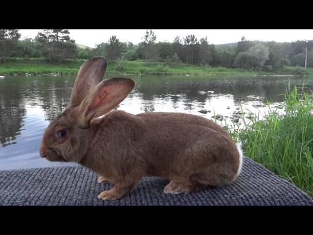 Фламандский гигант. Красно-коричневый