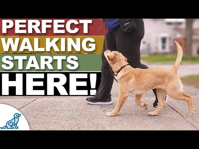 The MOST Important 20 ft. In Your Leash Walking Training!