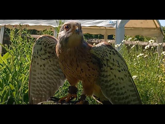 EURASIAN KESTRELS:HOW AND WHY DO THEY HOVER? Small Falcons, Use in Falconry, Flight Features