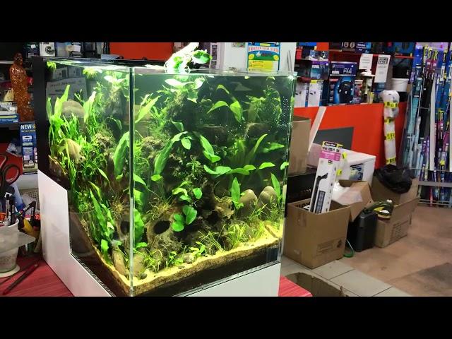 Biotope Aquascape Drop Off Tank  Powered By  KESSIL A160WE TUNA SUN Led Light